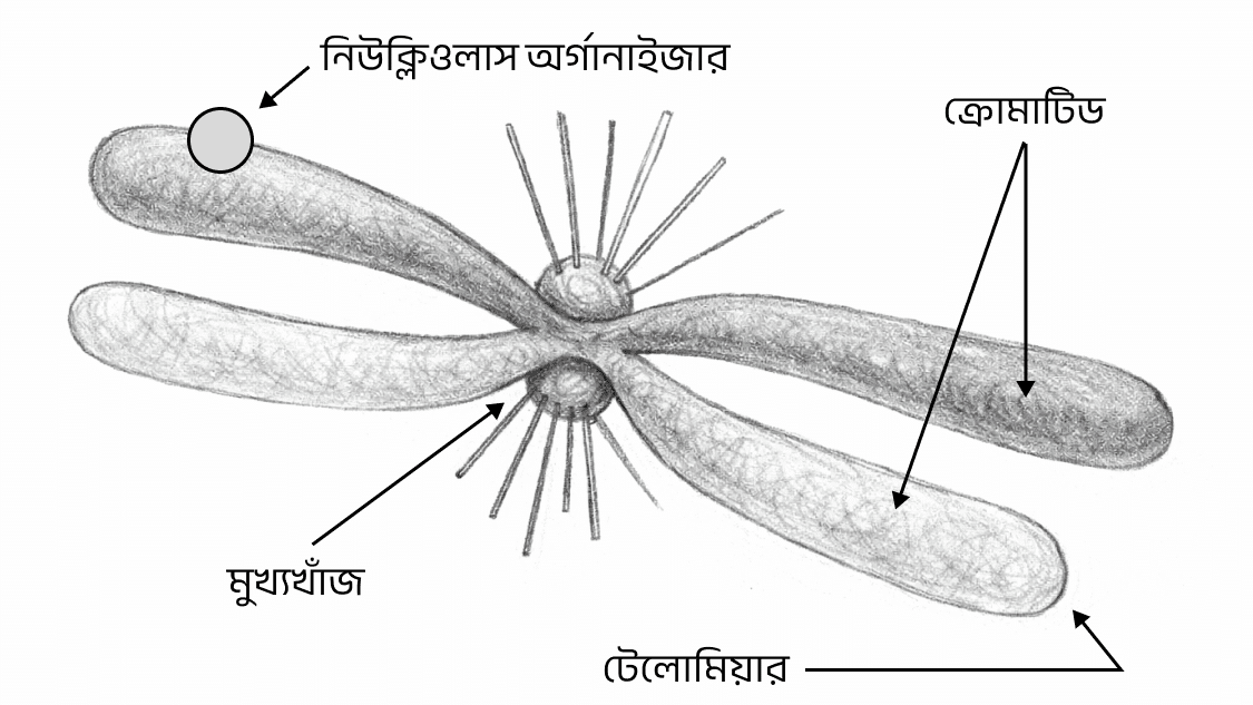 cromosome bangla diagram
