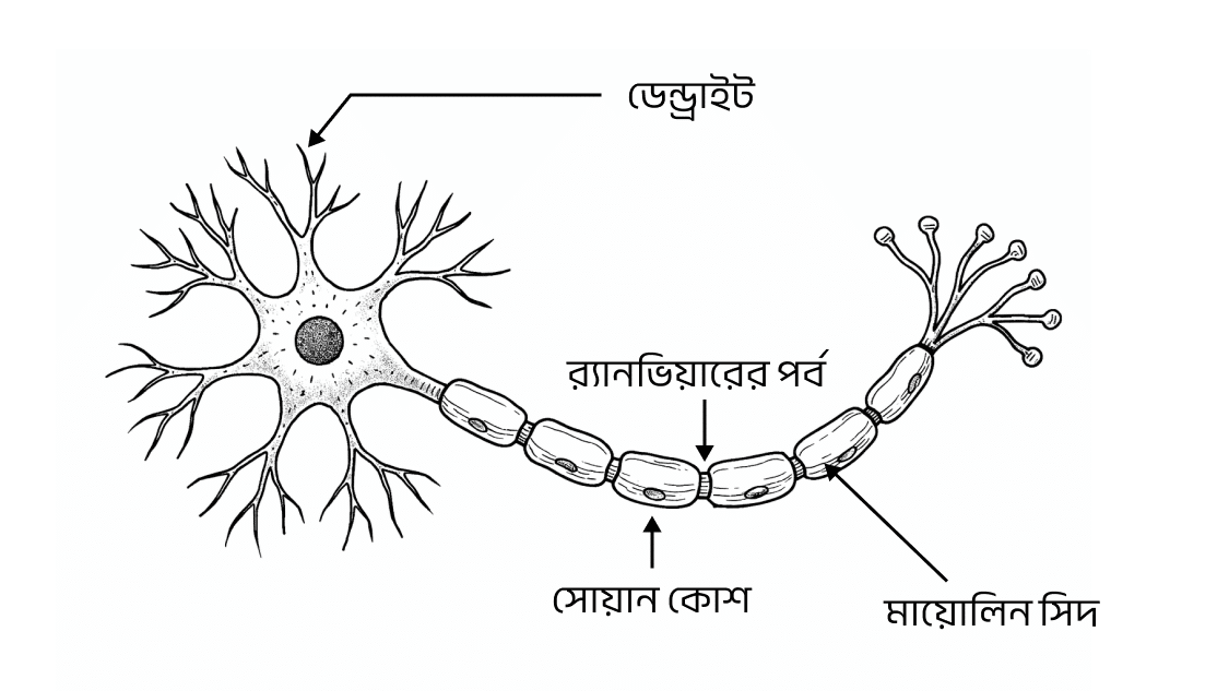 neuron bangla diagram